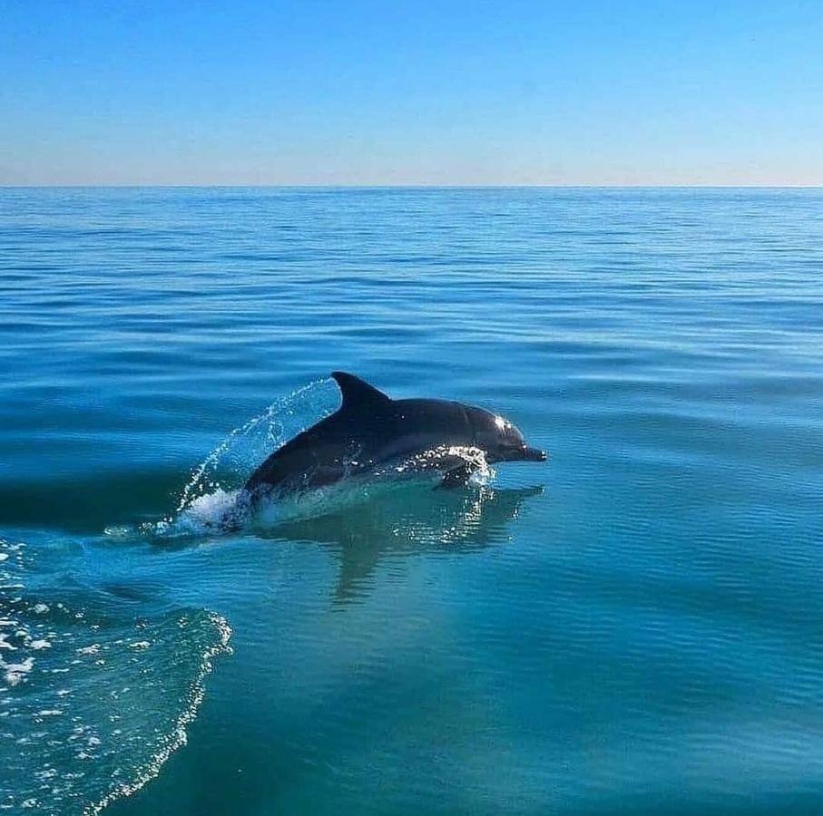 Спиро Гагра Экстерьер фото